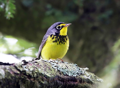 Black-throated Green Warbler and Red-eyed Vireo show increasing trends at long-term sites.<br><br>
Canada Warbler shows a strong decreasing trend at long-term sites.<br><br>These changes mirror findings statewide, and could represent the influence of many anthropogenic stressors and/or natural factors.