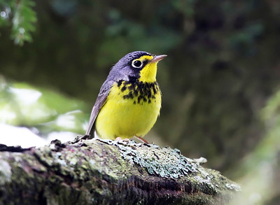 Black-throated Green Warbler and Red-eyed Vireo show increasing trends at long-term sites.<br><br>
Canada Warbler shows a strong decreasing trend at long-term sites.<br><br>These changes mirror findings statewide, and could represent the influence of many anthropogenic stressors and/or natural factors.