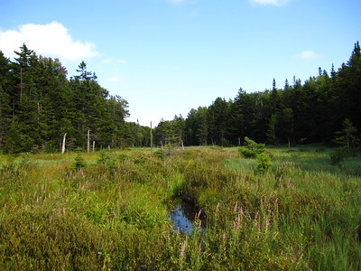 Lye Brook Wilderness Area in Green Mountain National Forest.