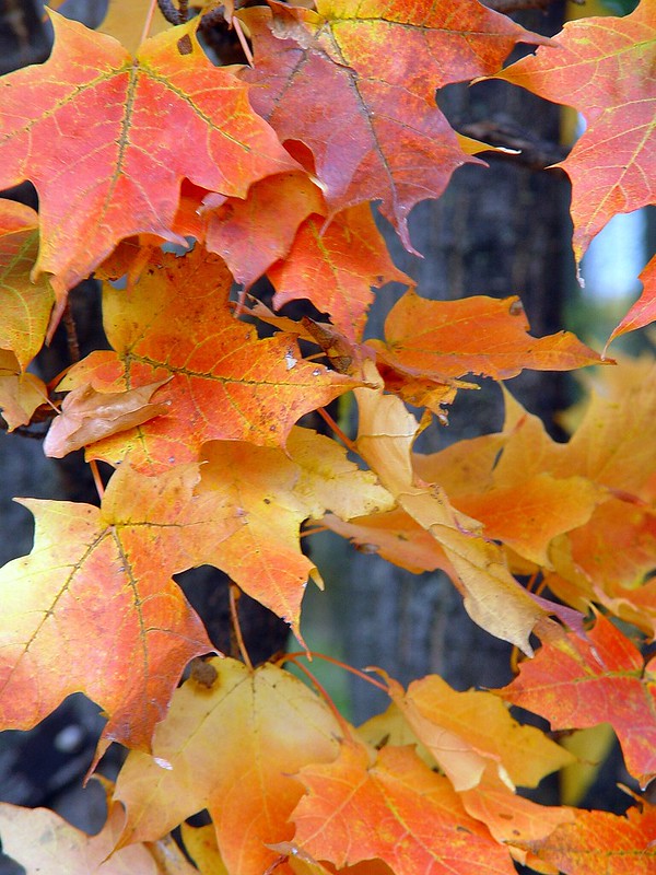 Monitoring subtle changes in phenology can serve as an indicator of larger changes that can cascade through forest ecosystems.