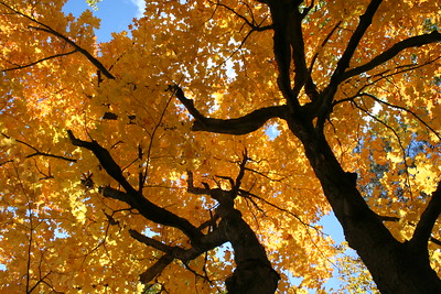 Sugar maples continue to show a trend towards earlier spring and later fall phenological events. Earlier springs may shorten the window for maple syrup production.