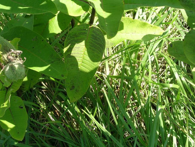 Ozone foliar damage on Milkweed