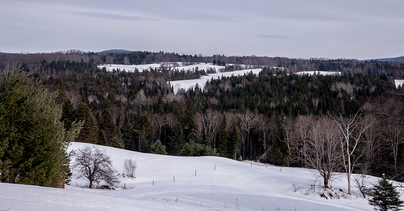 Vermont’s ozone pollution has improved to levels where visible injury is rarely observed on our forest plants. However, plant health can still be affected at ozone exposures well below those which cause visible injury. Continued reductions are needed in the future.