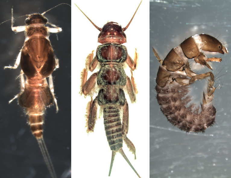 Representative larvae of the insect orders Ephemeroptera (mayflies), Plecoptera (stoneflies) and Trichoptera (caddisflies).