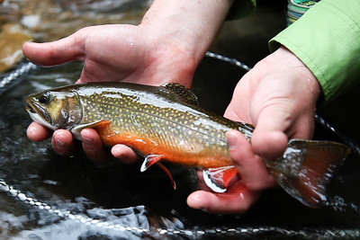 Brook trout up close photo by Chesapeake Bay Program.
