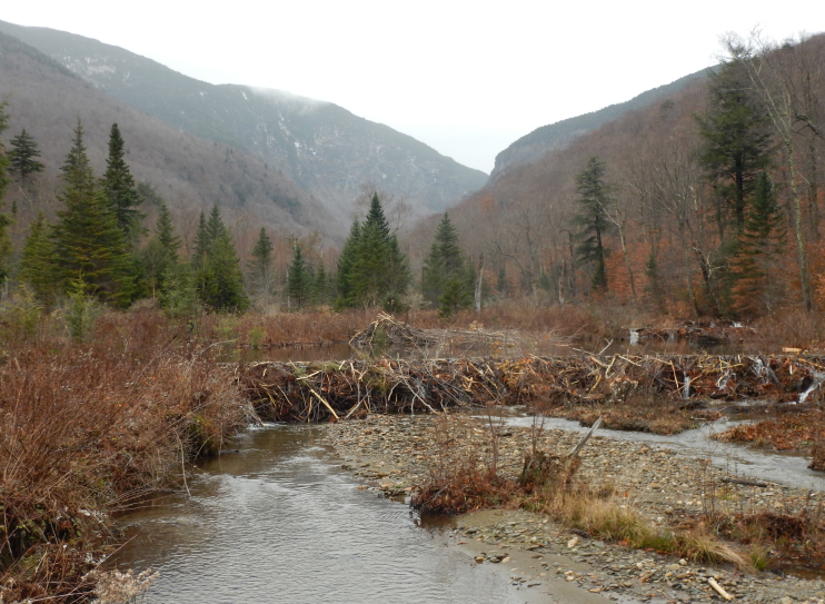 Beaver Pond complex immediately upstream of the sampling site on the West Branch of the little river at 1550 ft.