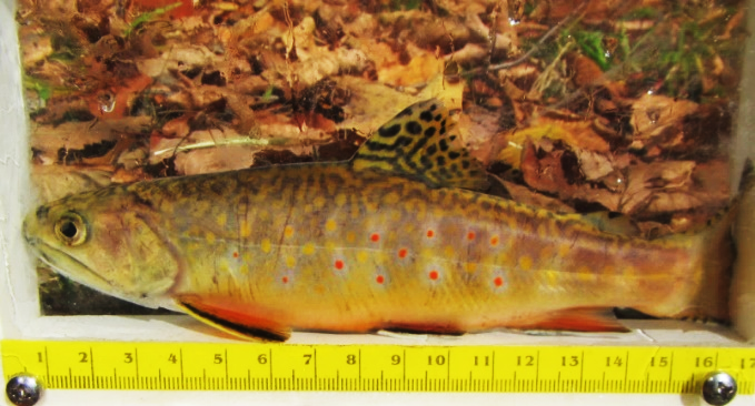 The predicted climate change has induced an increase in flood frequency and stream temperatures which does do not bode well for brook trout populations.