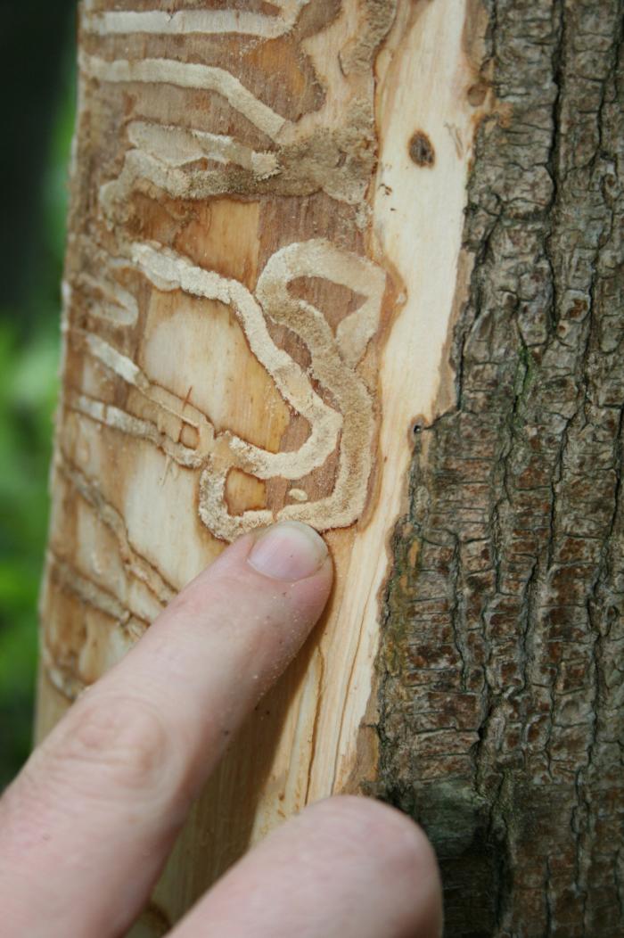 •	In 2018, there was a decrease in forest disturbance compared to 2017, primarily driven by a major reduction gypsy moth damage.<br><br>•	In 2018 there was 3.4 x more damage attributed to invasive insects and diseases compared to those of native origin.<br><br>•	Continued monitoring is essential to examine trends and detect novel agents.