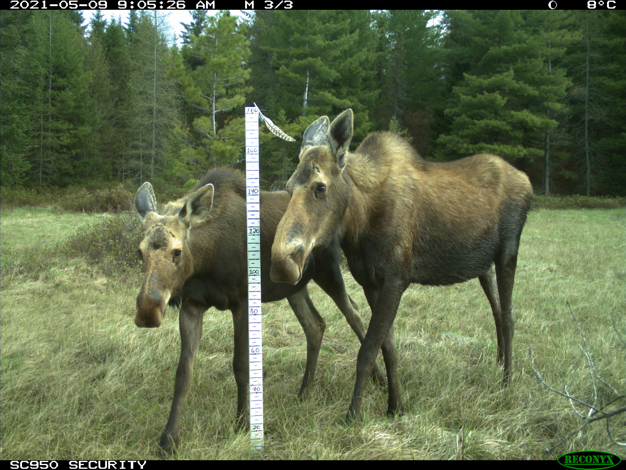 Photo of a mother and baby moose with a tape measure graphic between them.