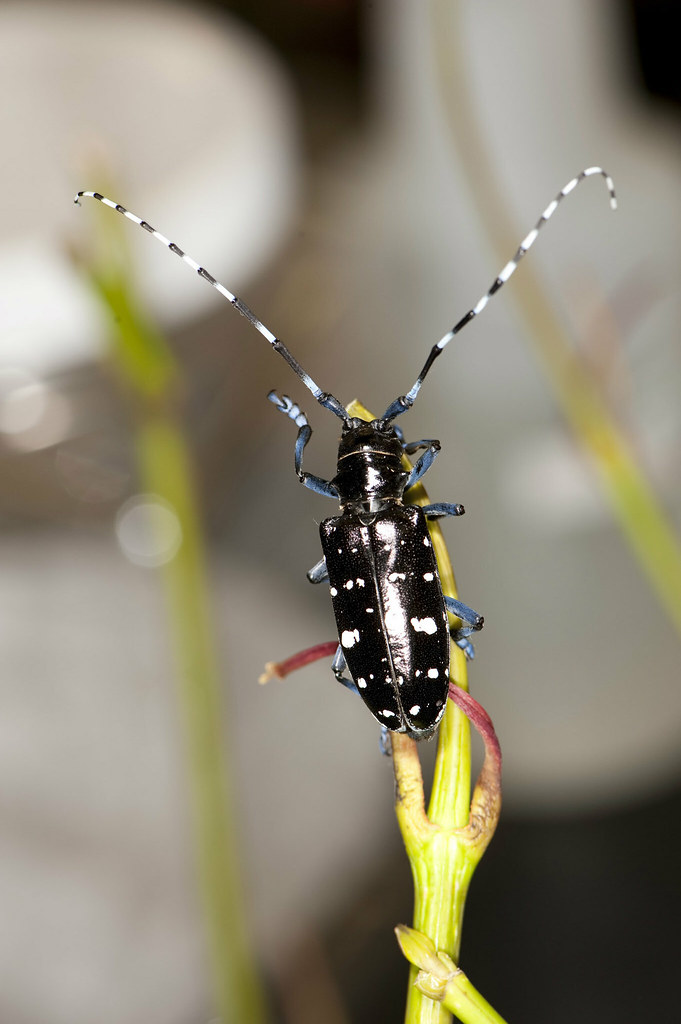 Asian Long Horned Beetle (credit USDA)