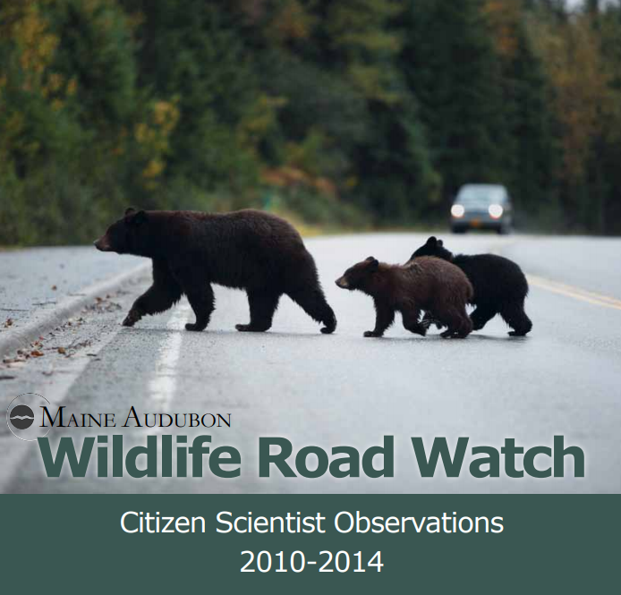 Thumbnail for Wildlife Road Watch: Citizen Scientist Observations