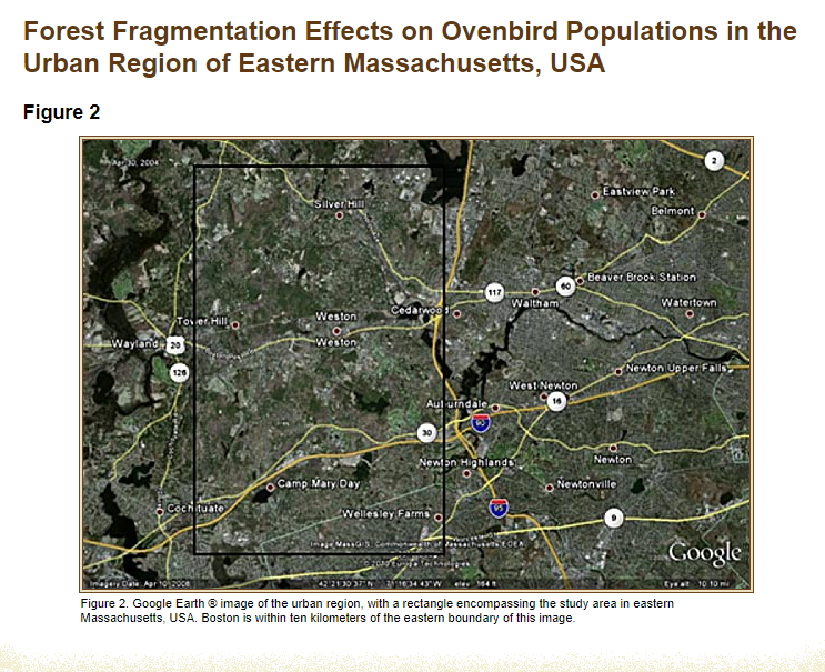 Thumbnail for Forest fragmentation effects on ovenbird populations in the urban region of eastern Massachusetts, USA