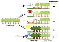 Thumbnail for Piecing together the fragments: elucidating edge effects on forest carbon dynamics