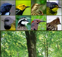 Thumbnail for Managing Forests for Trees and Birds in Massachusetts