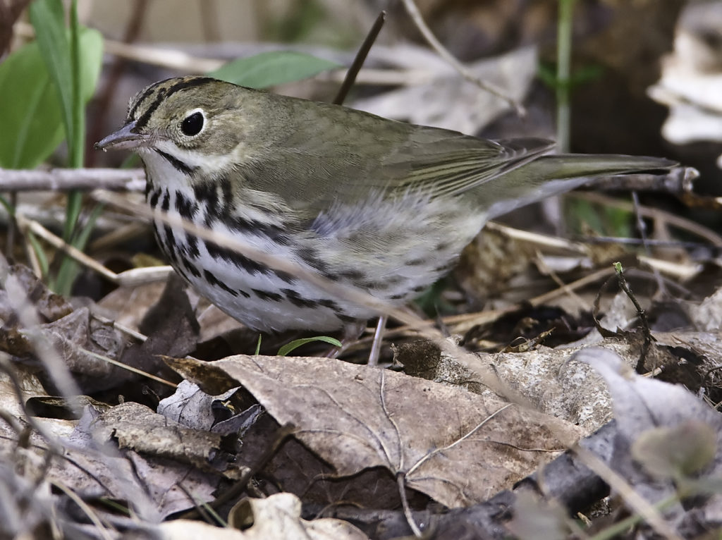 Thumbnail for NECEC And Forest Fragmentation Part 2: The Ovenbird