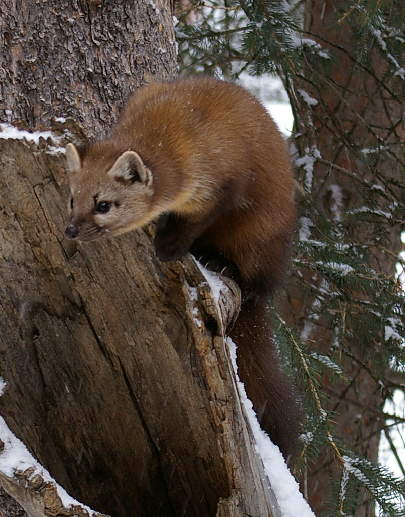 Thumbnail for NECEC And Forest Fragmentation Part 3: The American Marten