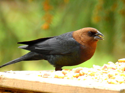 Thumbnail for Brown-Headed Cowbird Parasitism of Ovenbirds in Suburban Forest Fragments