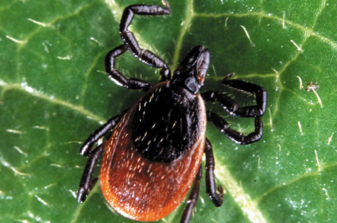 Thumbnail for Forest Fragmentation May Increase Lyme Disease Risk