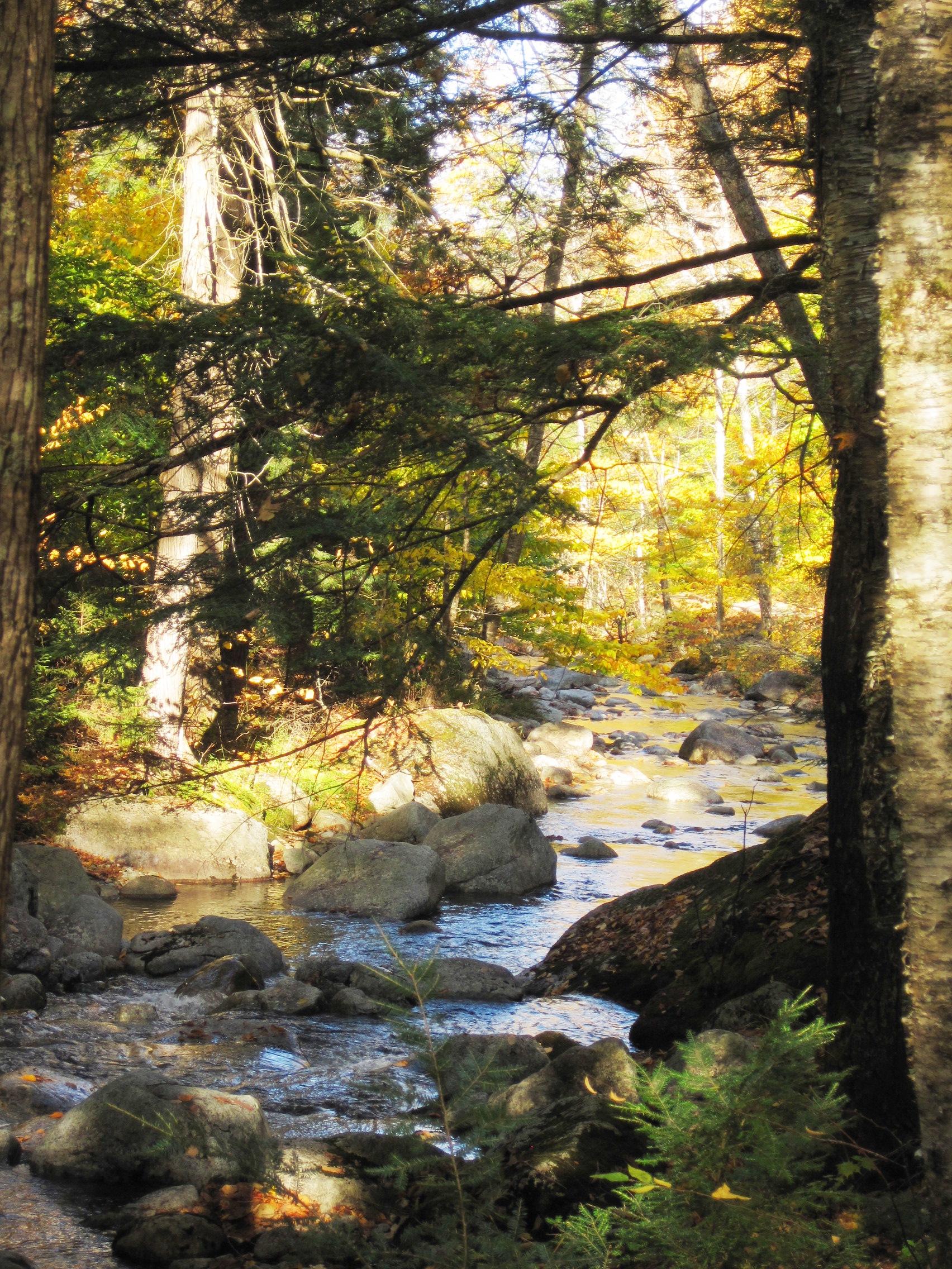 Thumbnail for New report on Vermont forests addresses fragmentation