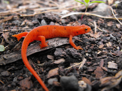 Thumbnail for Factors Influencing Occupancy Patterns of Eastern Newts across Vermont