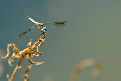 Thumbnail for Emerging Dragonfly Diversity at Small Rhode Island (U.S.A.) Wetlands Along an Urbanization Gradient