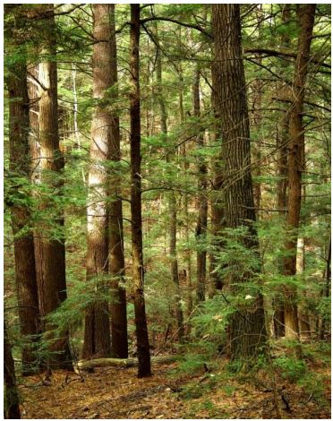 Thumbnail for Forest Stewardship in Southern New England Natural Areas - Applying History, Science, and Values