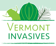 Thumbnail for Vermont Forests Shrinking 1500 Acres a Year