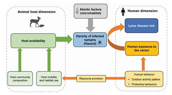 Thumbnail for Impact of Land Use Changes and Habitat Fragmentation on the Eco-epidemiology of Tick-Borne Diseases