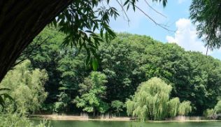 Thumbnail for Forests in New York City Parks
