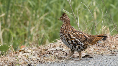 Thumbnail for Habitat Selection and Home Range Size of Ruffed Grouse in Rhode Island