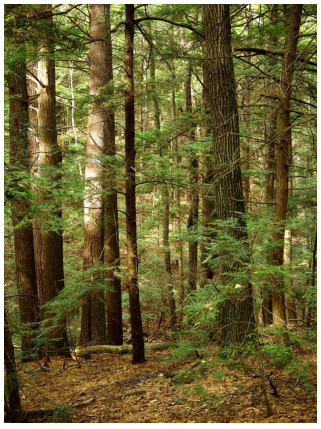 Thumbnail for Report of the Massachusetts Commission on Financing Forest Conservation