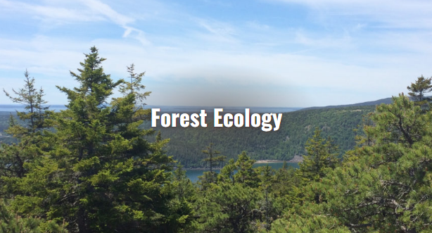 Thumbnail for Forest Ecology Research at Schoodic Institute
