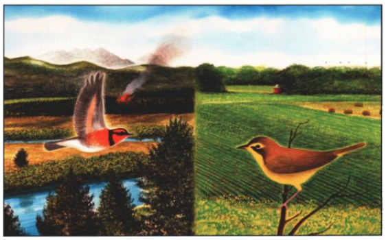 Thumbnail for Effects of Habitat Fragmentation on Birds in Western Landscapes; Contrasts With Paradigms From the Eastern United State