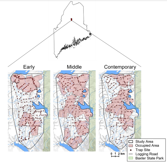 Thumbnail for Cumulative Effects of Habitat Change: American Marten Habitat Selection and 30 Years of Forest Harvesting in Maine