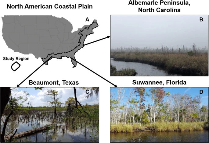 Thumbnail for Climate Change Driving Widespread Loss of Coastal Forested Wetlands Throughout the North American Coastal Plain