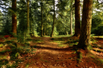 Thumbnail for Community forests: A study of New Hampshire's town-owned forests