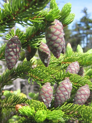 Thumbnail for Genotypic variation and plasticity in climate-adaptive traits after range expansion and fragmentation of red spruce (Picea rubens Sarg.)