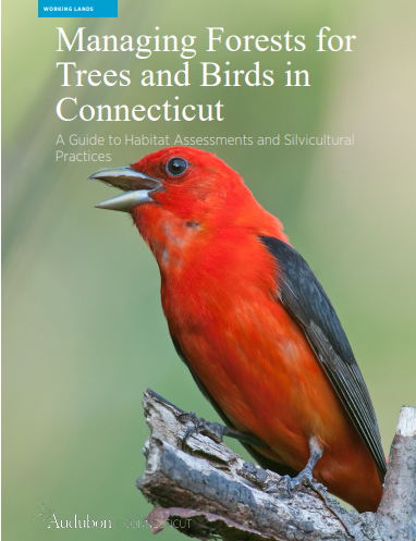 Thumbnail for Managing Forests for Trees and Birds in Connecticut