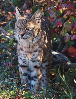 Thumbnail for Population Genetics and Spatial Ecology of Bobcats (Lynx rufus) in a Landscape with a High Density of Humans in New England