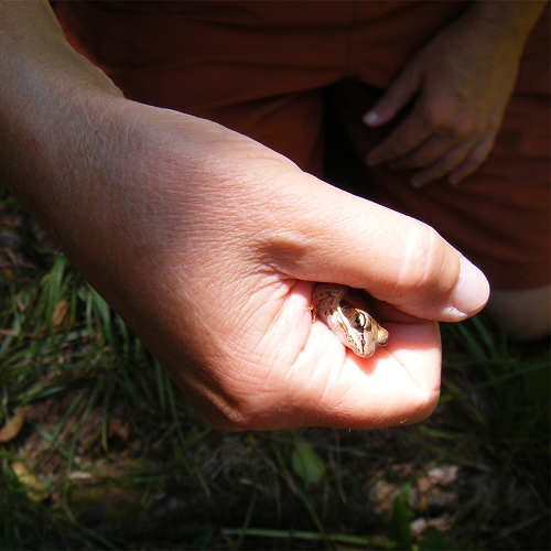 hand holding small frog