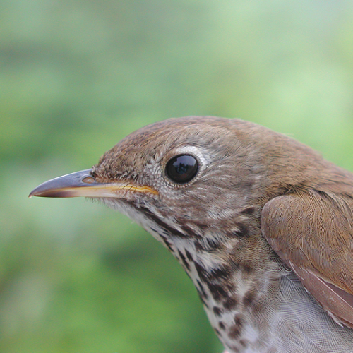 close up of wood thrush (brown spotted bird) head