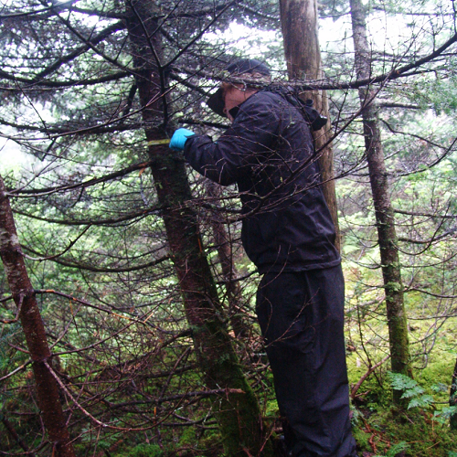 man measuring diameter of tree with tape