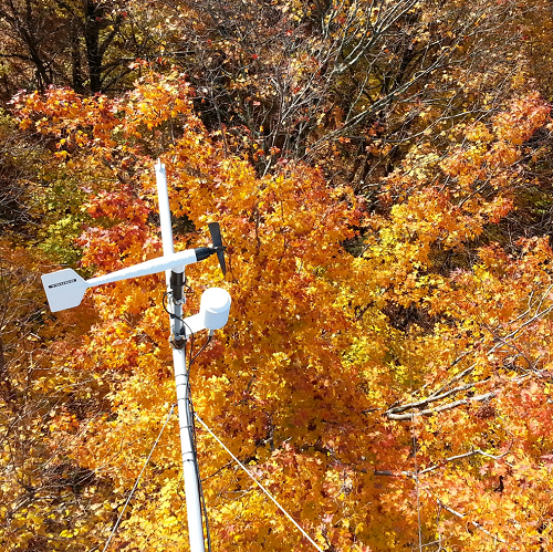 Picture of wind sensor in orange leaves