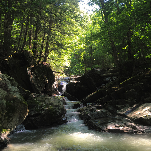 image of stream in the forest