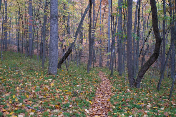 an empty walking path in the woods with fallen leaves