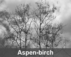 aspenbirch