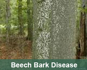 beech bark disease