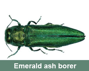 emerald ash borer