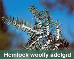 hemlock woolly adelgid