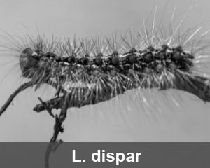 l. dispar